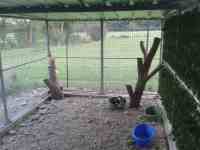 Courette extérieure du box commun chat